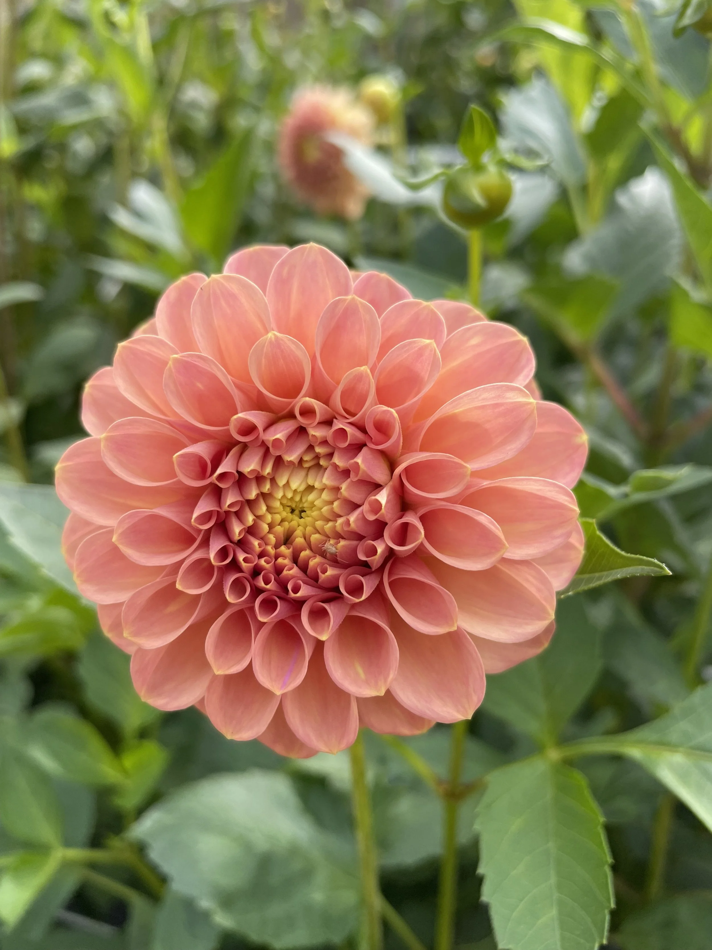 Rock Run Ashley — East of Eden Flower Farm